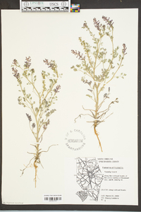 Fumaria officinalis image