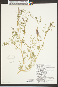 Fumaria officinalis image