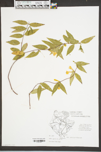 Gelsemium sempervirens image