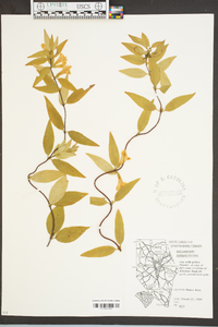Gelsemium sempervirens image
