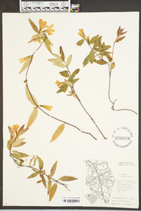 Gelsemium sempervirens image