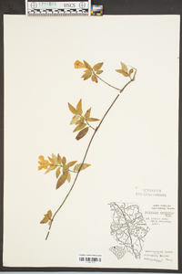 Gelsemium sempervirens image