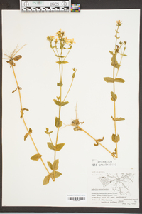 Sabatia angularis image