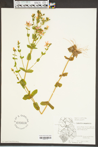 Sabatia angularis image