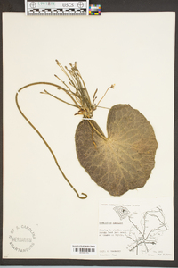 Nymphoides cordata image