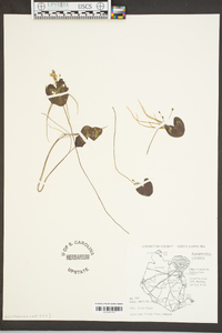 Nymphoides cordata image