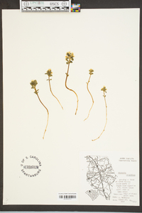 Obolaria virginica image