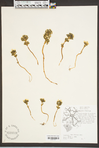 Obolaria virginica image