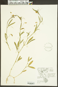 Lathyrus hirsutus image