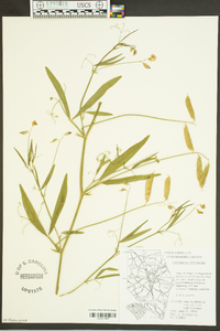 Lathyrus hirsutus image