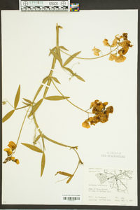 Lathyrus latifolius image