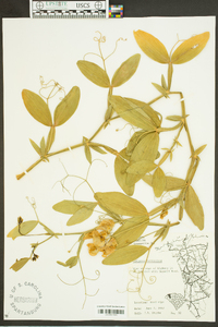 Lathyrus latifolius image