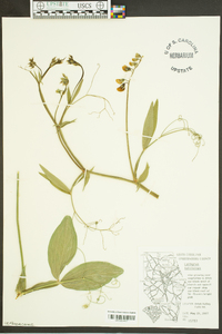 Lathyrus latifolius image