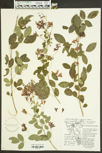 Lespedeza bicolor image