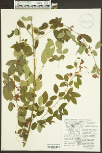 Lespedeza bicolor image