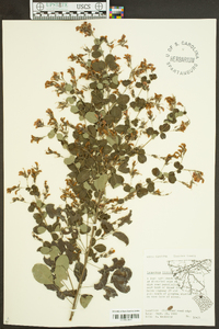 Lespedeza bicolor image