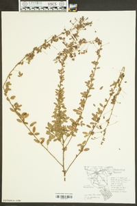 Lespedeza bicolor image