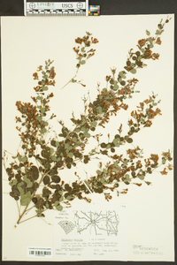 Lespedeza bicolor image