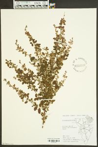 Lespedeza bicolor image