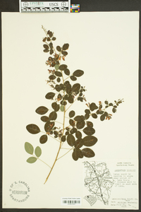 Lespedeza bicolor image