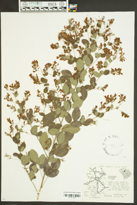 Lespedeza bicolor image