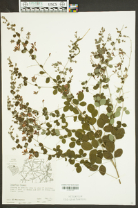 Lespedeza bicolor image