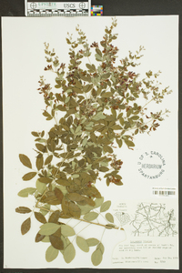 Lespedeza bicolor image