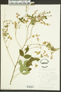 Lespedeza bicolor image