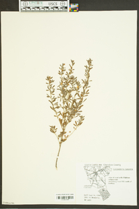 Lespedeza bicolor image