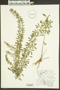 Lespedeza bicolor image