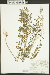 Lespedeza bicolor image