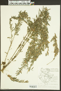 Lespedeza bicolor image