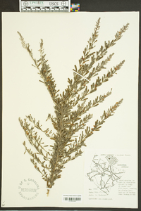 Lespedeza bicolor image