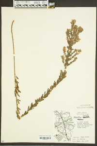 Lespedeza bicolor image