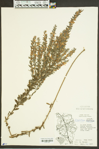 Lespedeza bicolor image