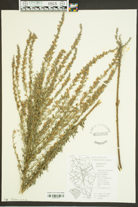 Lespedeza cuneata image