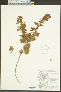 Lespedeza violacea image