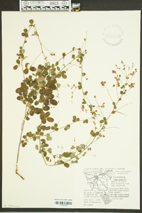 Lespedeza procumbens image