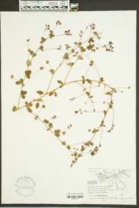 Lespedeza procumbens image