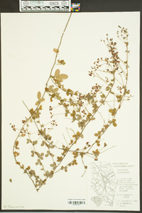 Lespedeza procumbens image