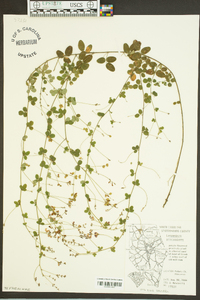 Lespedeza procumbens image