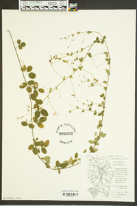 Lespedeza procumbens image