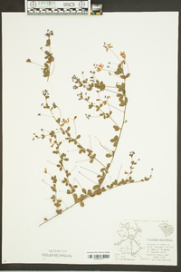 Lespedeza procumbens image