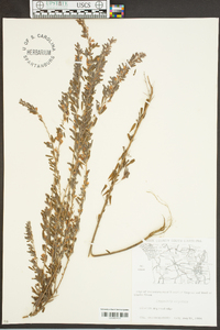 Lespedeza virginica image