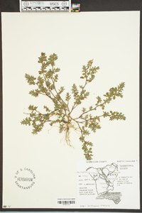 Kummerowia striata image