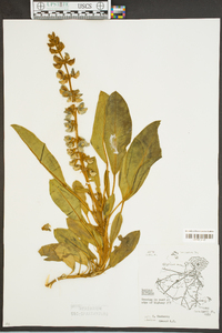 Lupinus diffusus image