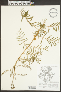 Mimosa microphylla image