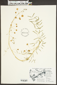 Mimosa microphylla image