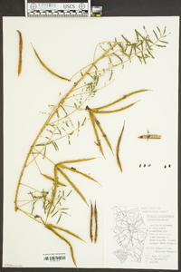 Mimosa microphylla image