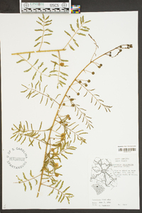 Mimosa microphylla image